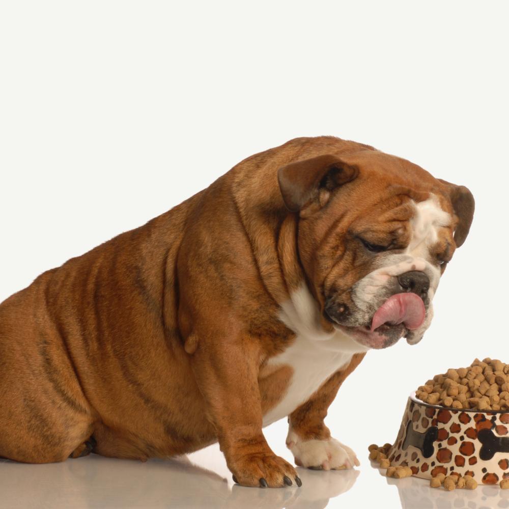 APPLICATION PCM PETFOOD